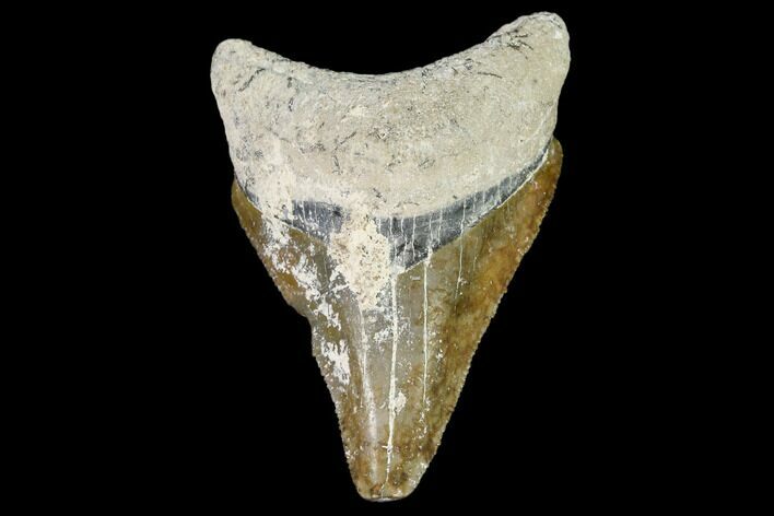 Fossil Megalodon Tooth - Florida #108409